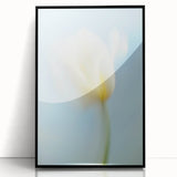 Dreamy Tulip in Soft Focus - Fine Art Photography Canvas Prints