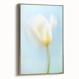 Dreamy Tulip in Soft Focus - Fine Art Photography Canvas Prints