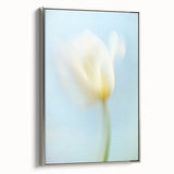 Dreamy Tulip in Soft Focus - Fine Art Photography Canvas Prints