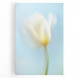 Dreamy Tulip in Soft Focus - Fine Art Photography Canvas Prints