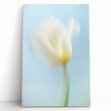 Dreamy Tulip in Soft Focus - Fine Art Photography Canvas Prints