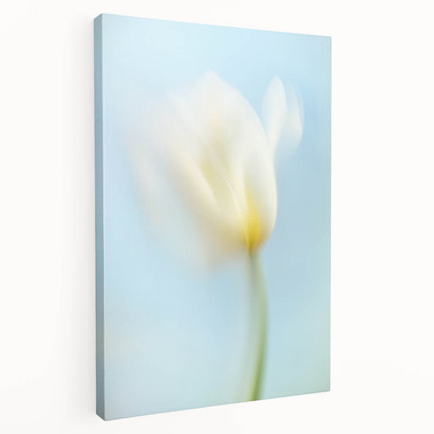Dreamy Tulip in Soft Focus - Fine Art Photography Canvas Prints
