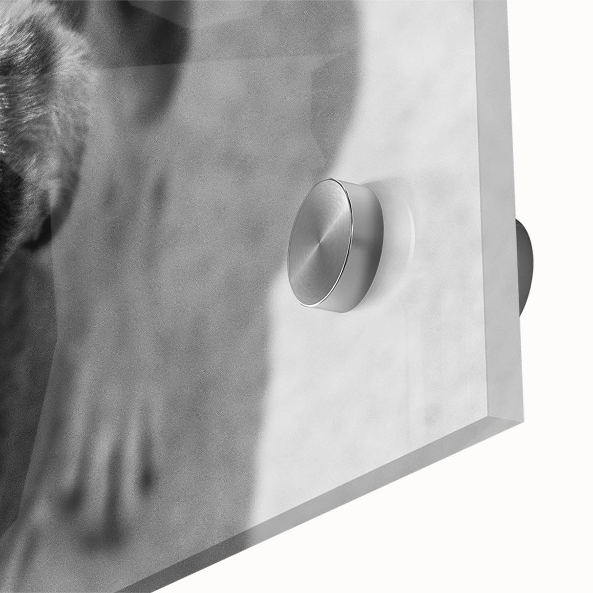 Urban Architectural Wall Art – Black and White Dog Photography