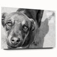 Urban Architectural Wall Art – Black and White Dog Photography