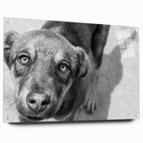 Urban Architectural Wall Art – Black and White Dog Photography