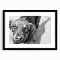 Urban Architectural Wall Art – Black and White Dog Photography