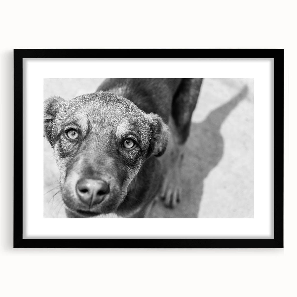 Urban Architectural Wall Art – Black and White Dog Photography
