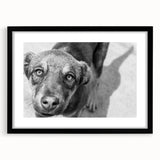 Urban Architectural Wall Art – Black and White Dog Photography