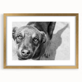 Urban Architectural Wall Art – Black and White Dog Photography