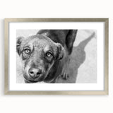 Urban Architectural Wall Art – Black and White Dog Photography