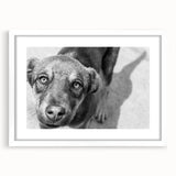 Urban Architectural Wall Art – Black and White Dog Photography