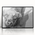 Urban Architectural Wall Art – Black and White Dog Photography