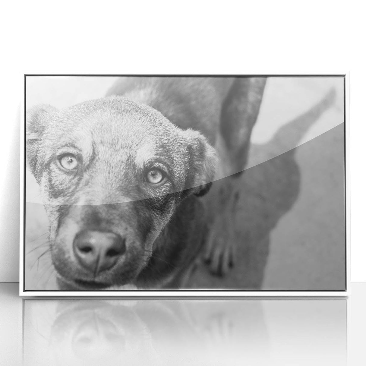 Urban Architectural Wall Art – Black and White Dog Photography