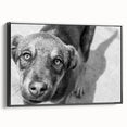 Urban Architectural Wall Art – Black and White Dog Photography