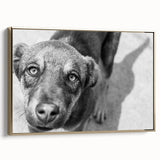 Urban Architectural Wall Art – Black and White Dog Photography
