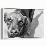 Urban Architectural Wall Art – Black and White Dog Photography