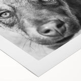 Urban Architectural Wall Art – Black and White Dog Photography