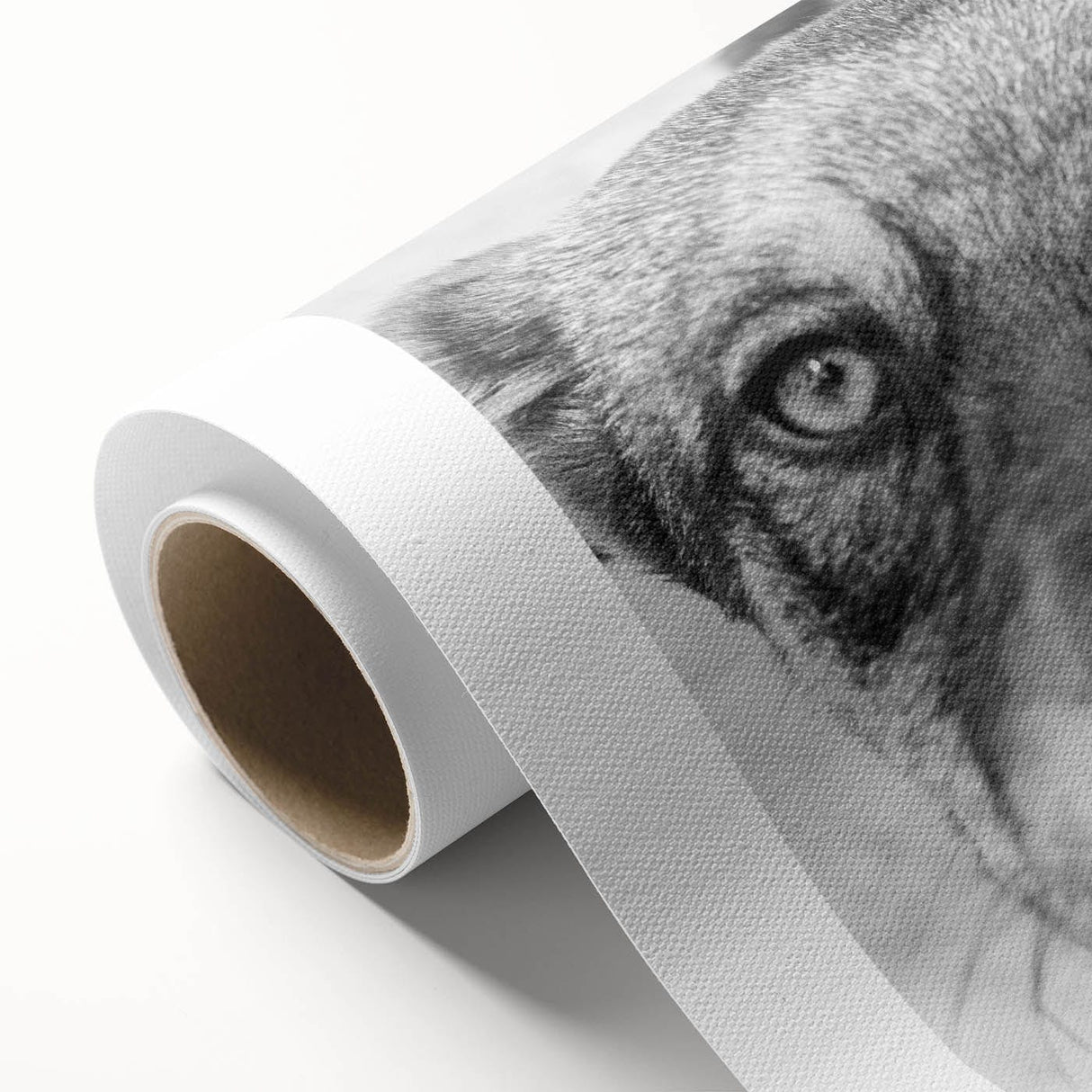 Urban Architectural Wall Art – Black and White Dog Photography