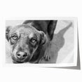 Urban Architectural Wall Art – Black and White Dog Photography