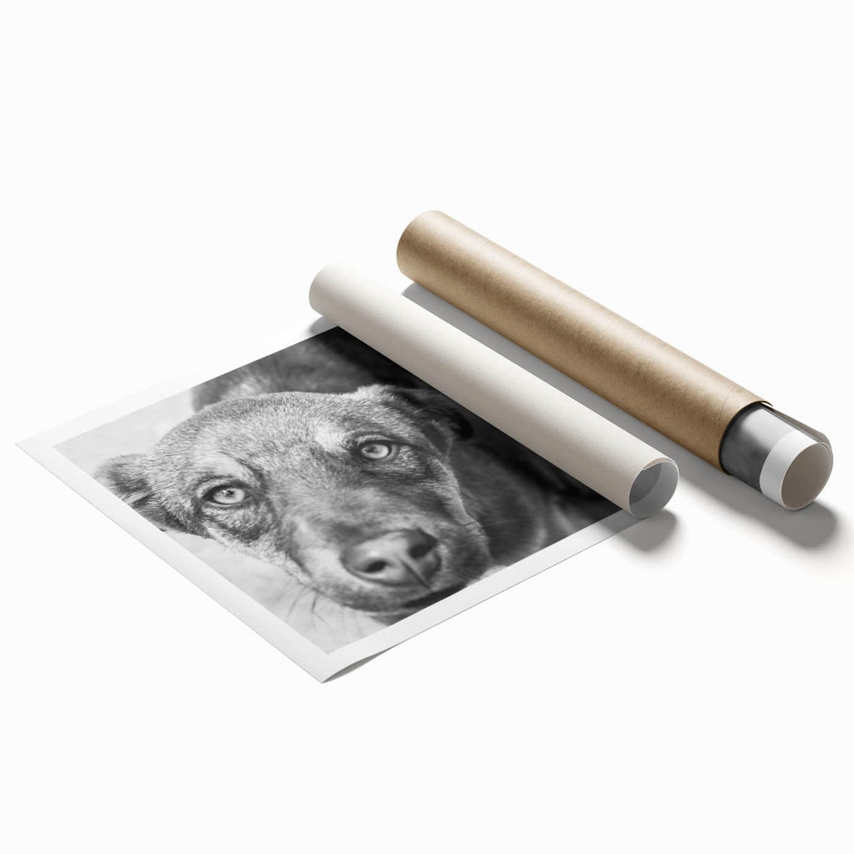 Urban Architectural Wall Art – Black and White Dog Photography