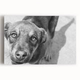 Urban Architectural Wall Art – Black and White Dog Photography
