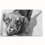 Urban Architectural Wall Art – Black and White Dog Photography