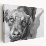 Urban Architectural Wall Art – Black and White Dog Photography