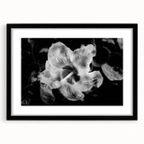 Hibiscus in Monochrome - Fine Art Photography Canvas Prints