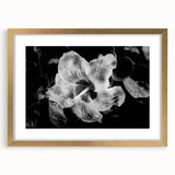 Hibiscus in Monochrome - Fine Art Photography Canvas Prints