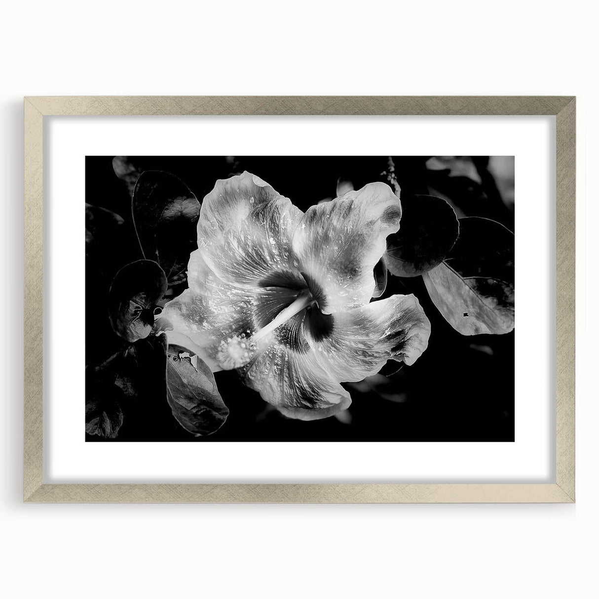 Hibiscus in Monochrome - Fine Art Photography Canvas Prints