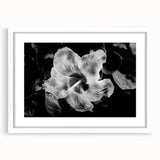 Hibiscus in Monochrome - Fine Art Photography Canvas Prints