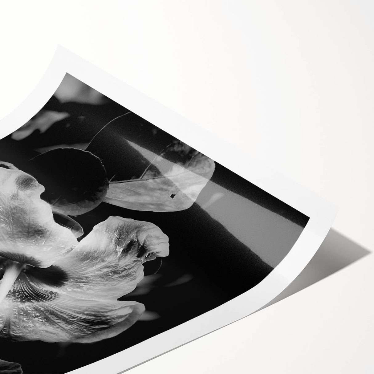 Hibiscus in Monochrome - Fine Art Photography Canvas Prints