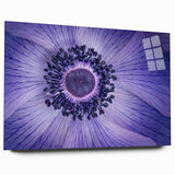 Violet Anemone Macro - Fine Art Photography Framed Prints