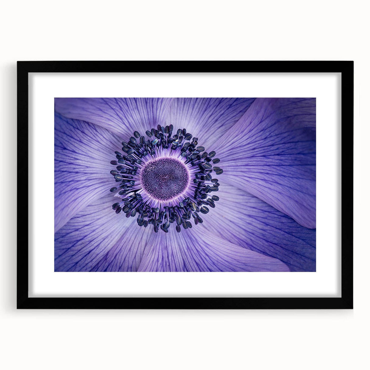Violet Anemone Macro - Fine Art Photography Framed Prints