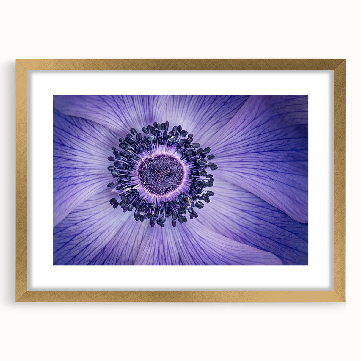 Violet Anemone Macro - Fine Art Photography Framed Prints