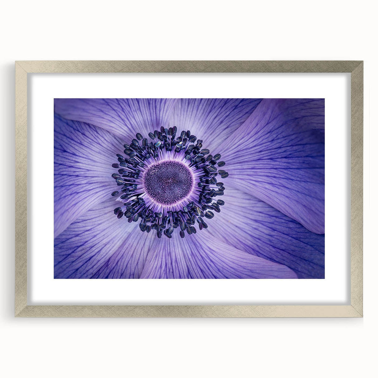 Violet Anemone Macro - Fine Art Photography Framed Prints
