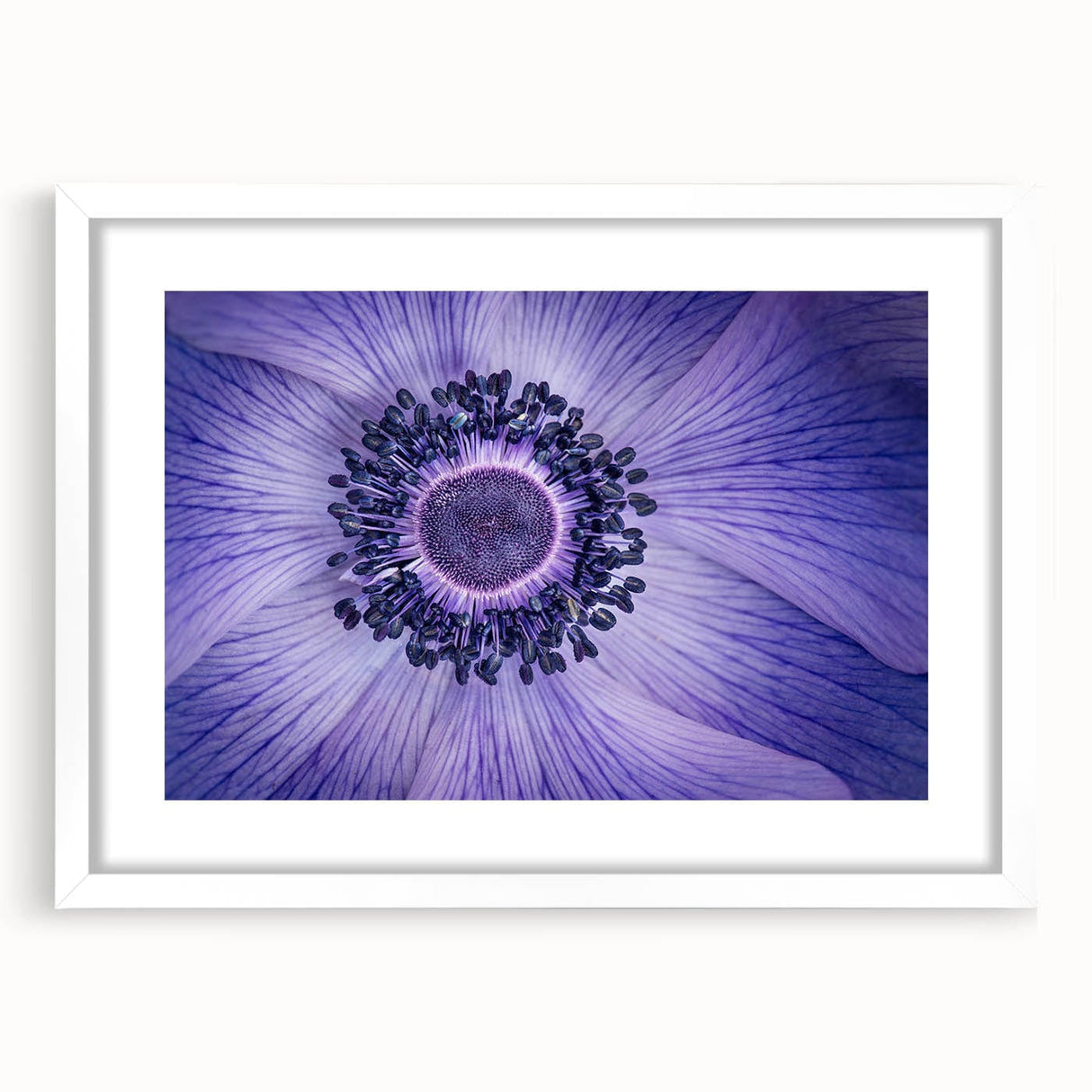 Violet Anemone Macro - Fine Art Photography Framed Prints