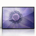 Violet Anemone Macro - Fine Art Photography Framed Prints