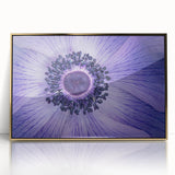 Violet Anemone Macro - Fine Art Photography Framed Prints