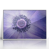 Violet Anemone Macro - Fine Art Photography Framed Prints