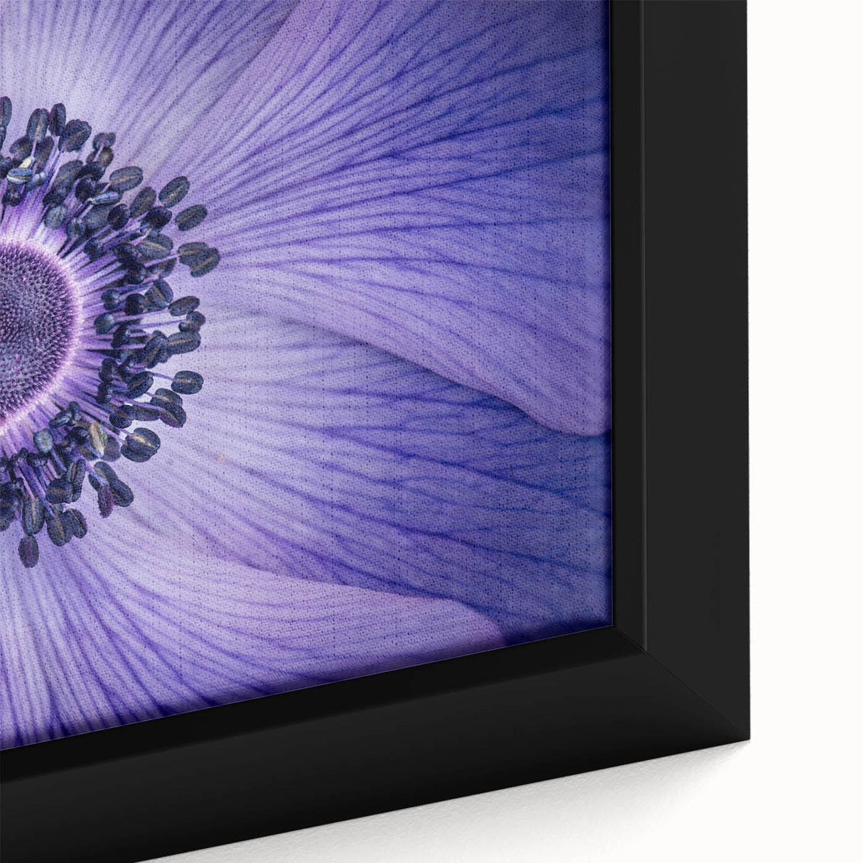 Violet Anemone Macro - Fine Art Photography Framed Prints