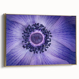 Violet Anemone Macro - Fine Art Photography Framed Prints