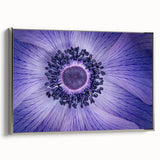 Violet Anemone Macro - Fine Art Photography Framed Prints