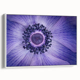 Violet Anemone Macro - Fine Art Photography Framed Prints