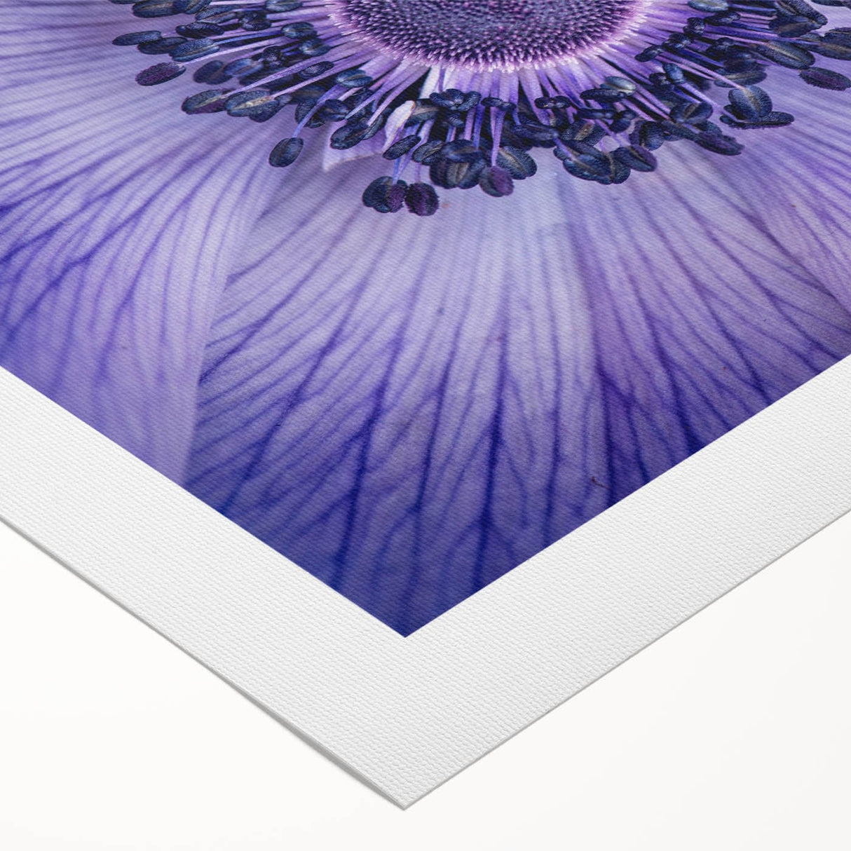 Violet Anemone Macro - Fine Art Photography Framed Prints