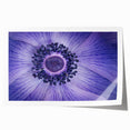 Violet Anemone Macro - Fine Art Photography Framed Prints