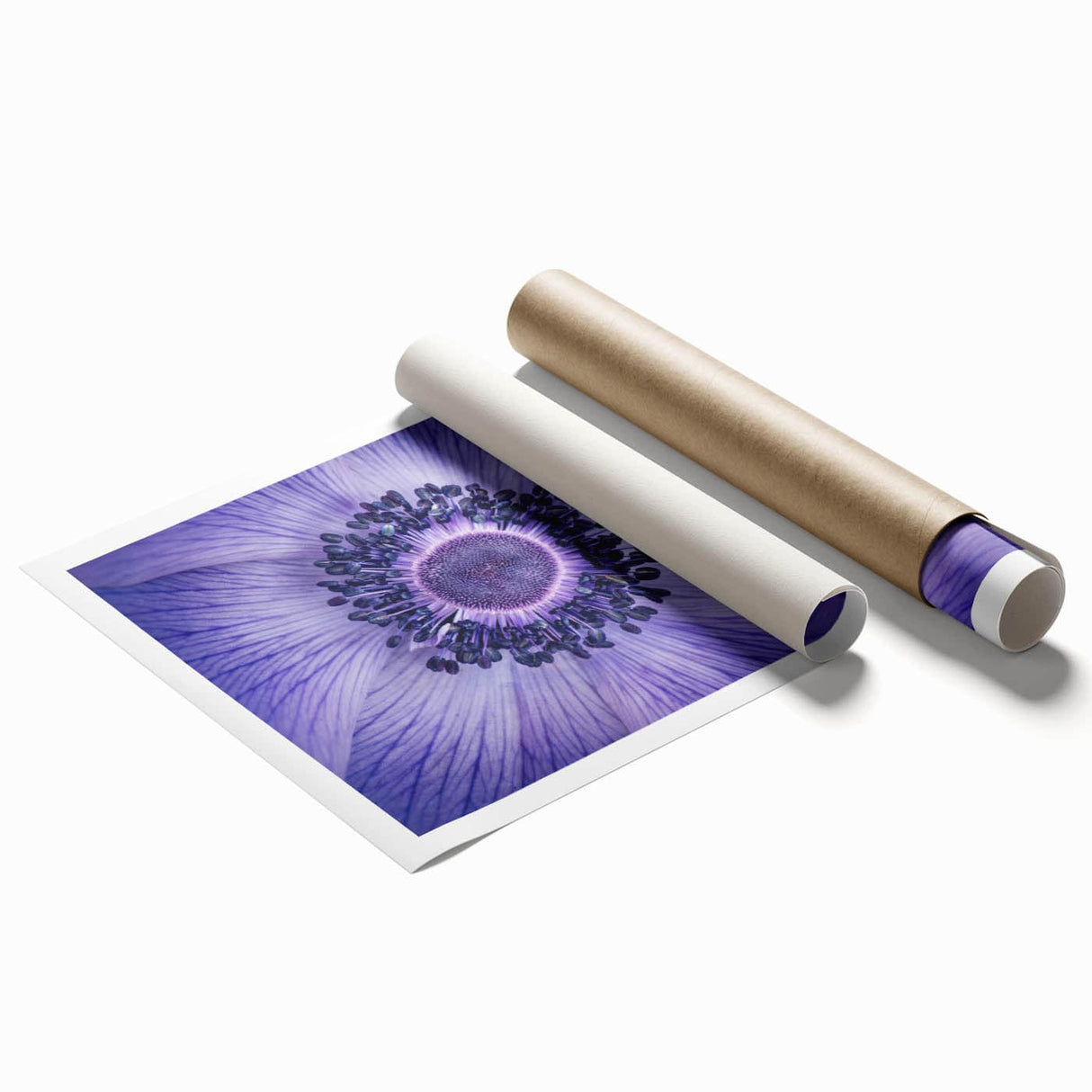 Violet Anemone Macro - Fine Art Photography Framed Prints
