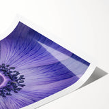 Violet Anemone Macro - Fine Art Photography Framed Prints