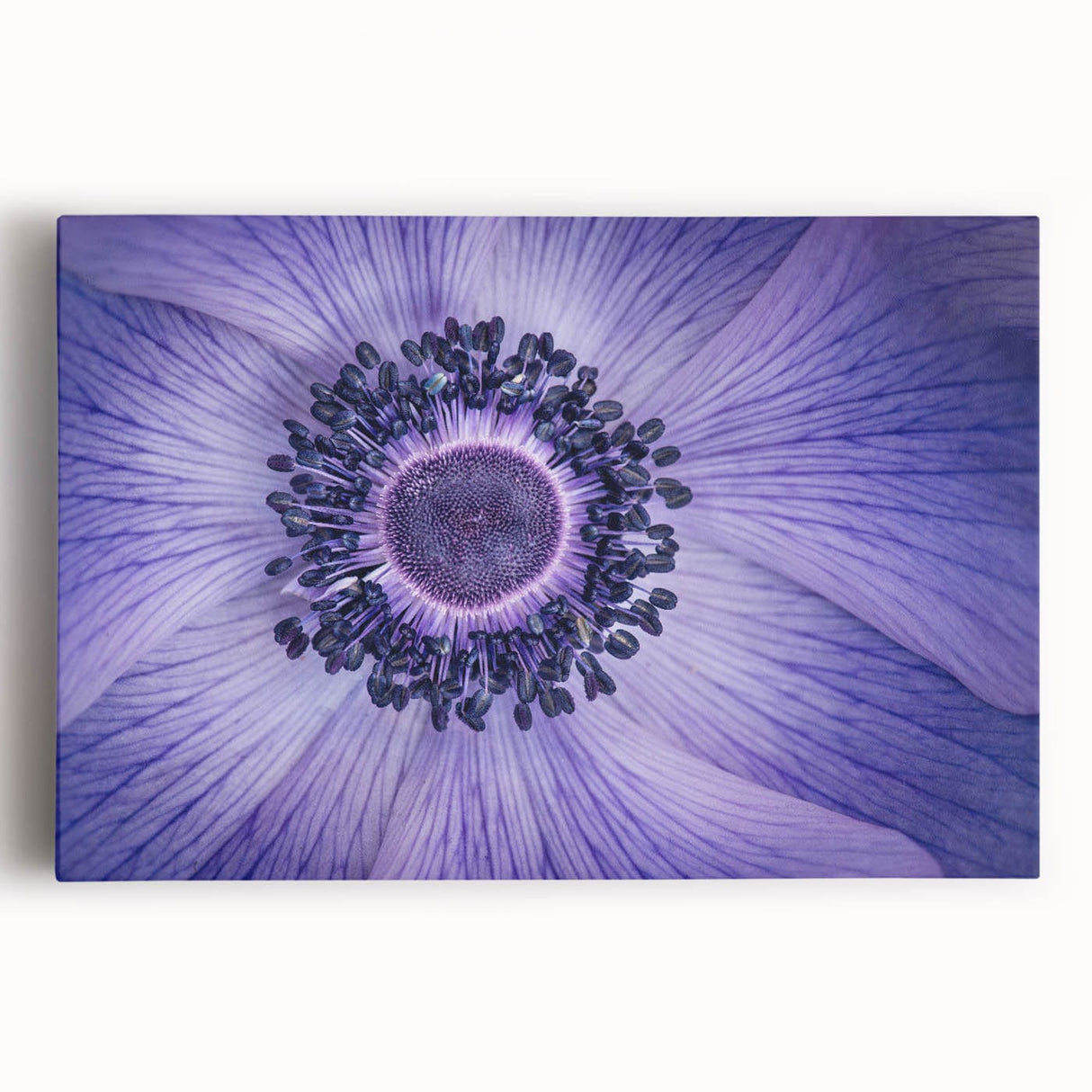 Violet Anemone Macro - Fine Art Photography Framed Prints