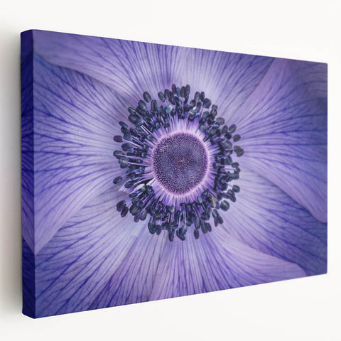Violet Anemone Macro - Fine Art Photography Framed Prints